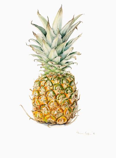 Ripe Pineapple