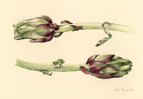 Artichokes, 2005 (w/c on paper) 