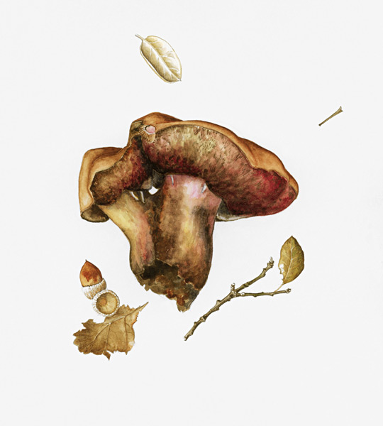 Wild Mushroom (w/c on paper)  a Alison  Cooper