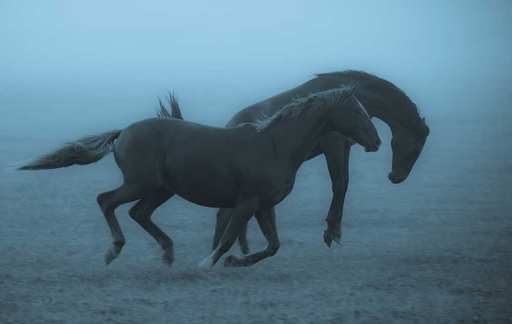 Horses in the fog a Allan Wallberg