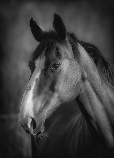 Horse portrait