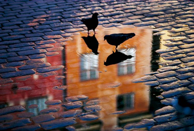 Pigeons a Allan Wallberg