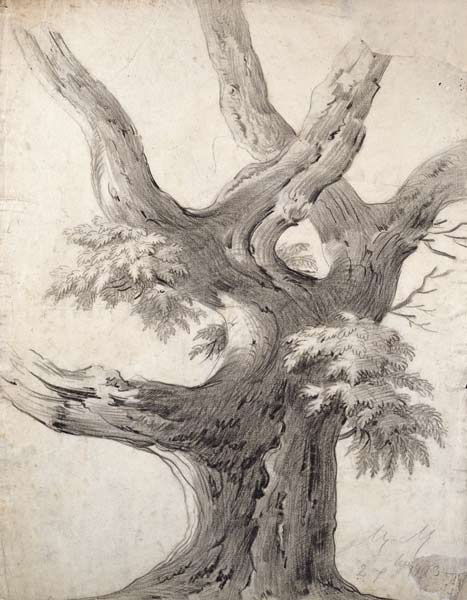 Study of a Tree a Alphonse Nicolas Michel Mandevare