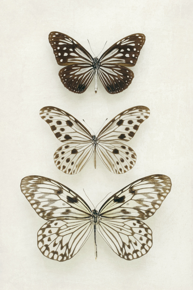 Three Neutral Butterflies a Alyson Fennell