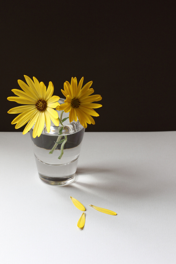 Yellow Daisy Still Life a Alyson Fennell