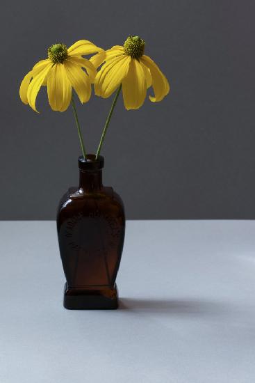 Yellow Rudbeckia Still Life