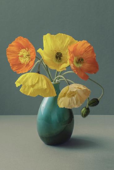 Icelandic Poppy Still Life