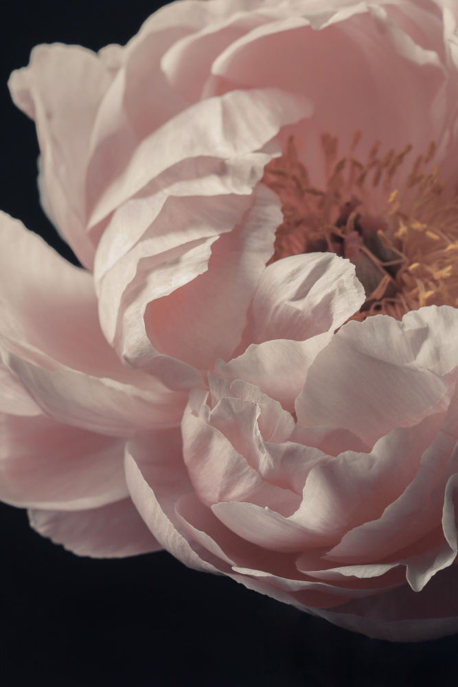 Coral Peony Flower Closeup a Alyson Fennell