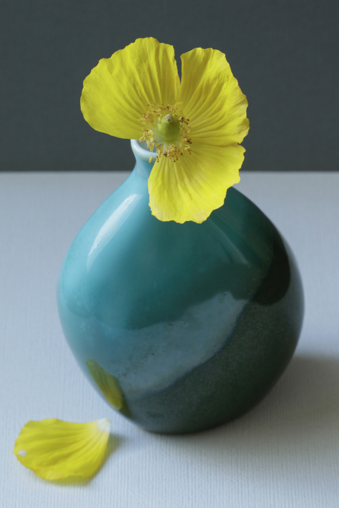 Yellow Welsh Poppy Still Life Closeup a Alyson Fennell