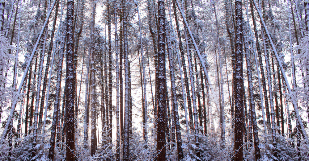 Panoramic Winter Pine Trees a Alyson Fennell