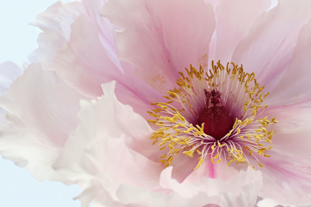 Pink Tree Peony Flower a Alyson Fennell