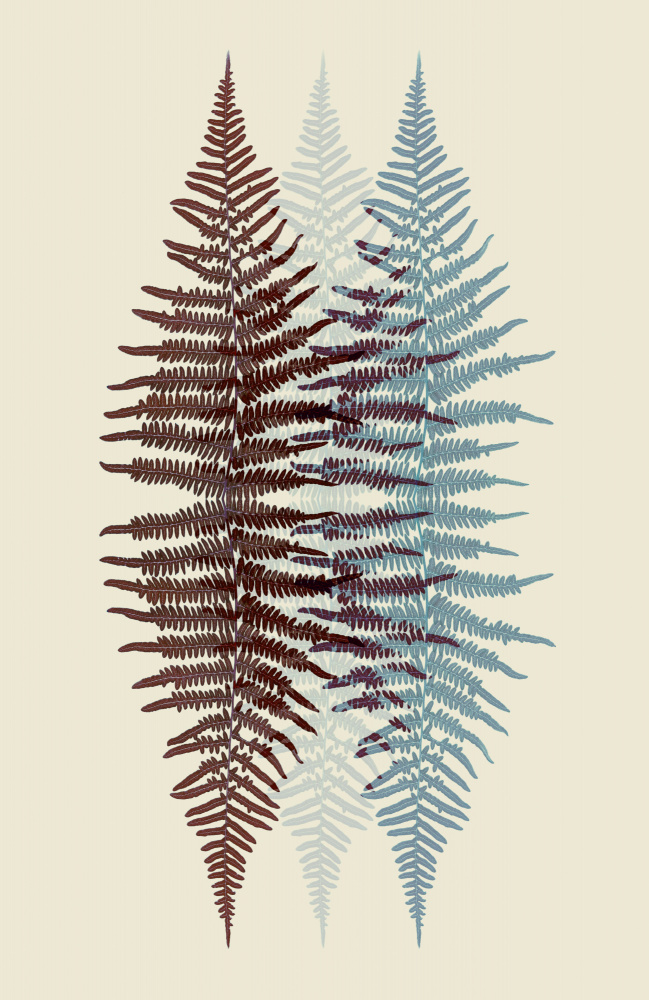 Chocolate and Teal Fern a Alyson Fennell