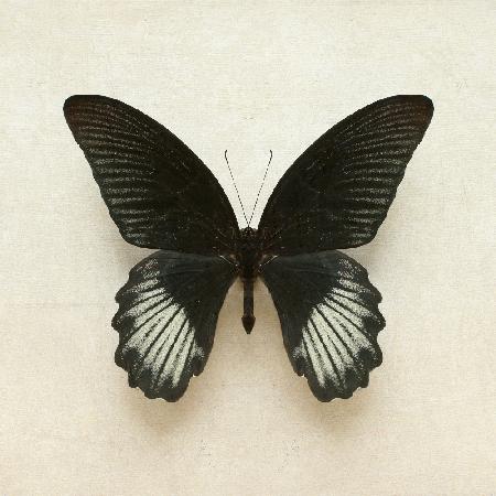 Black Mormon Butterfly Square