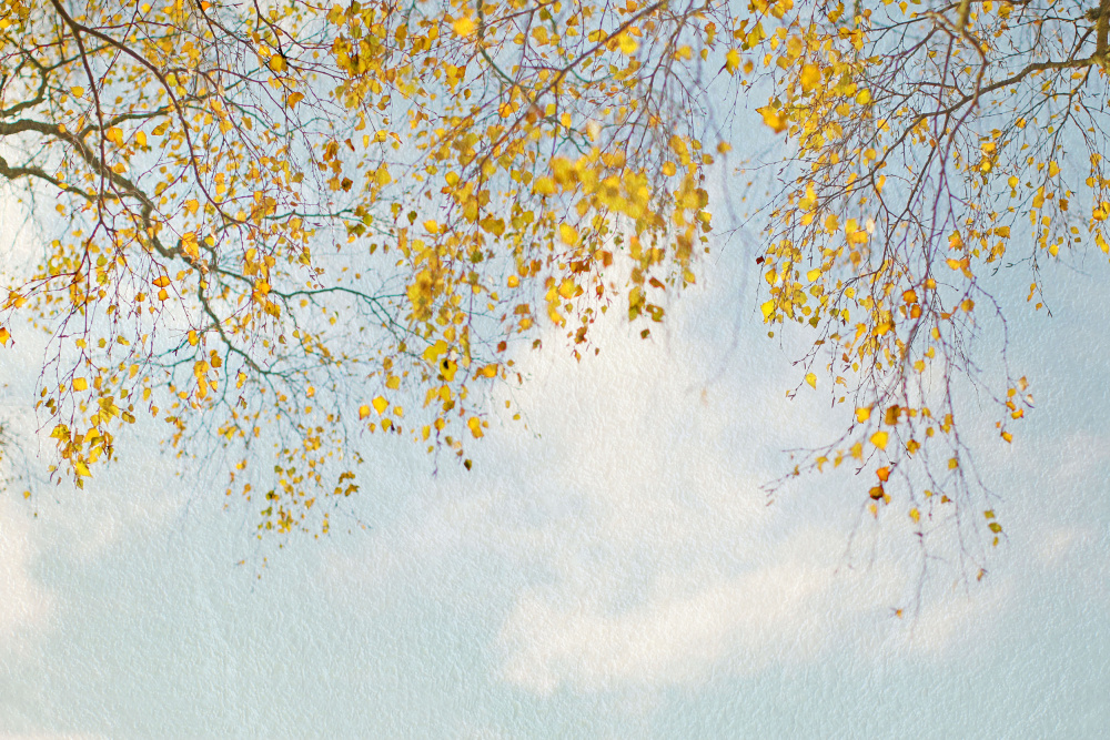 Silver Birch Leaves On Blue Sky a Alyson Fennell