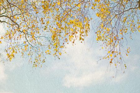 Silver Birch Leaves On Blue Sky