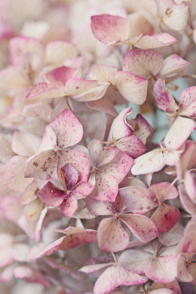 Vintage Pink Hydrangea Petals a Alyson Fennell