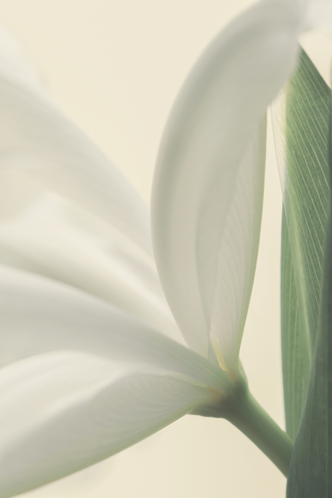 White Iris Flower a Alyson Fennell
