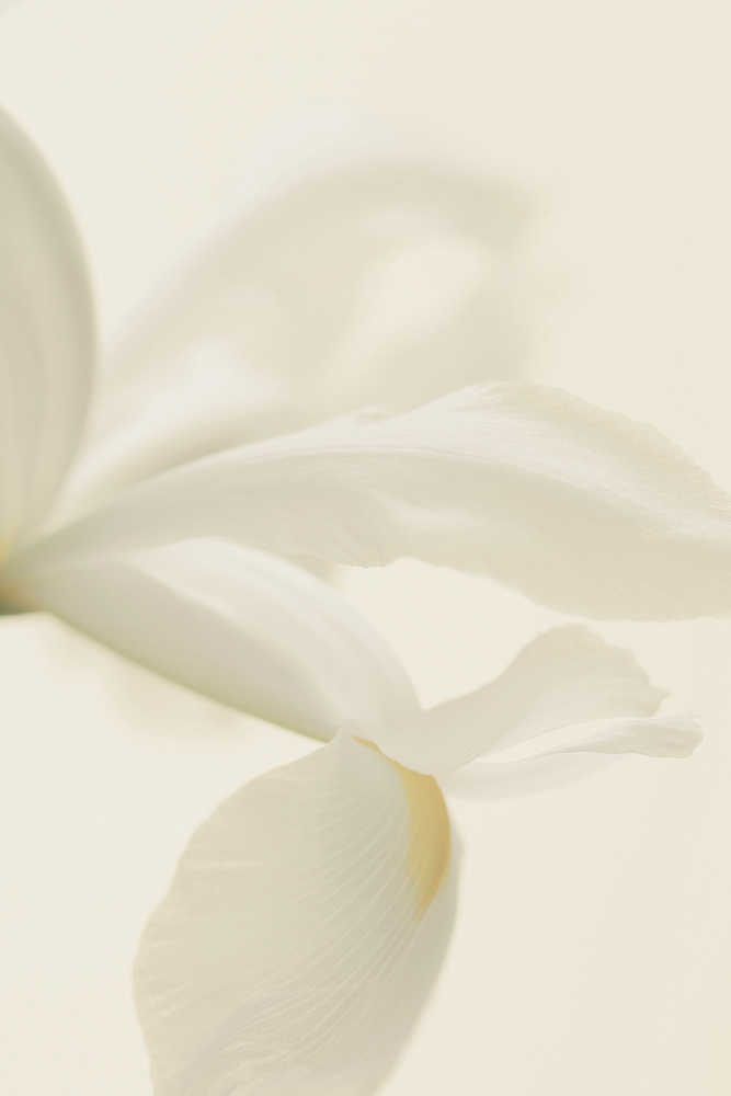 White Iris Flower Close Up a Alyson Fennell