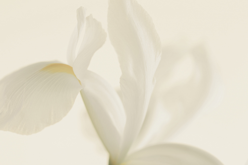 White Iris Flower Close Up a Alyson Fennell