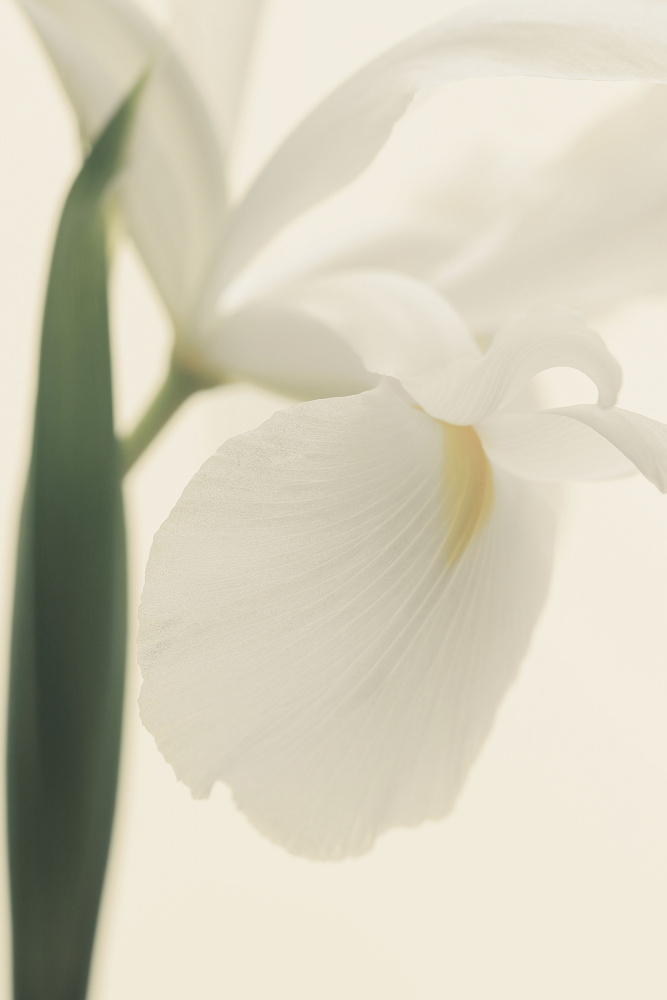 White Iris Flower Ii Pictufy a Alyson Fennell