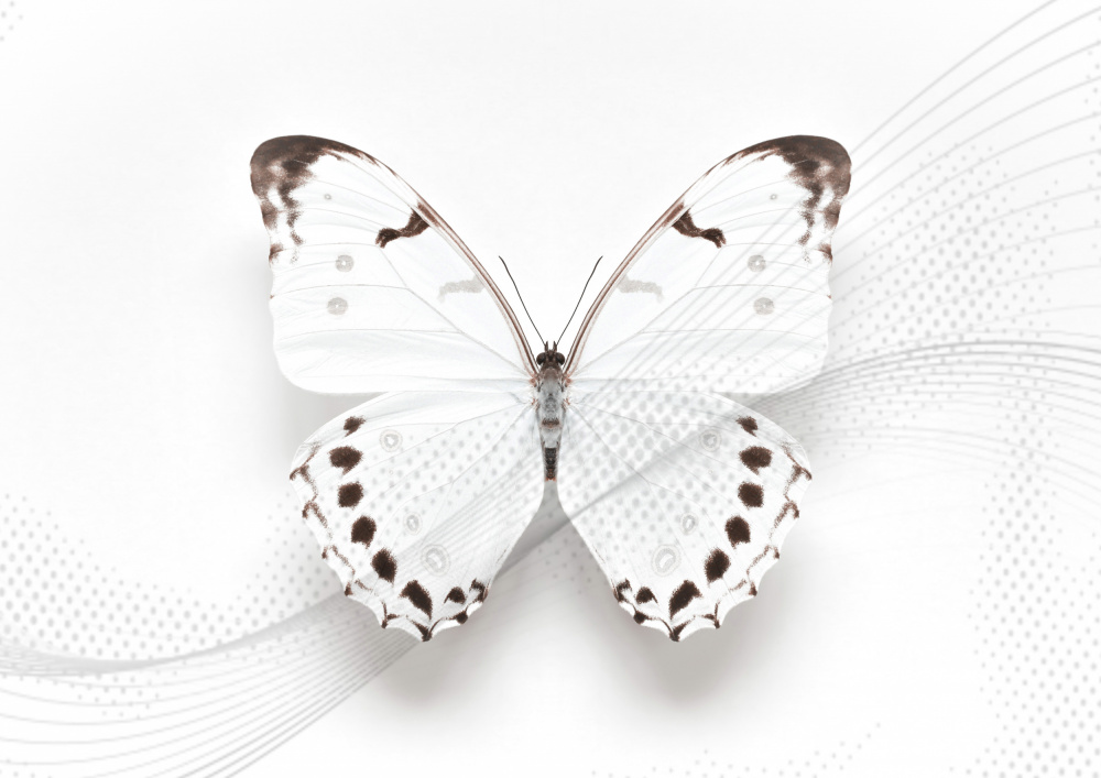 White Butterfly Swirl a Alyson Fennell