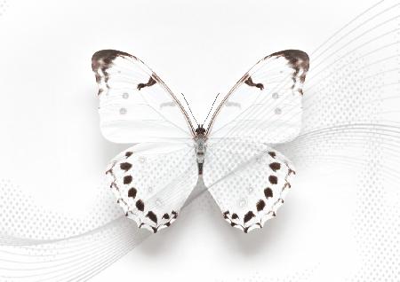 White Butterfly Swirl