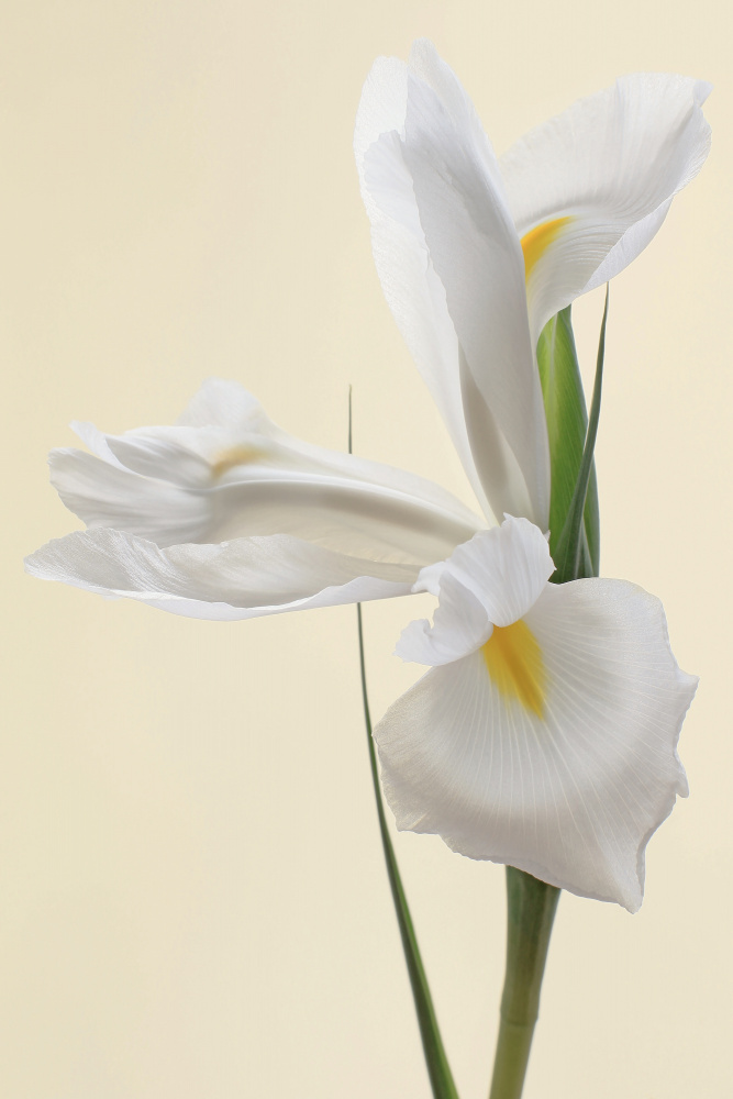 White Iris Flower Portrait a Alyson Fennell