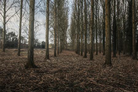 Winter Tree Avenue