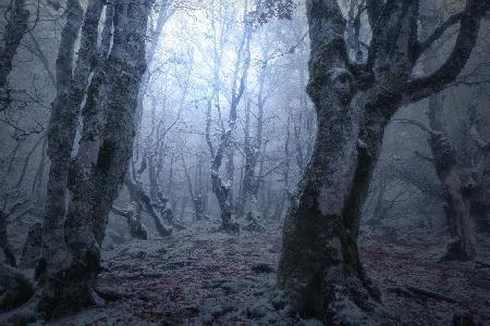 Forest gates