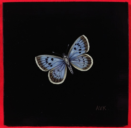 Large blue butterfly a  Amelia  Kleiser