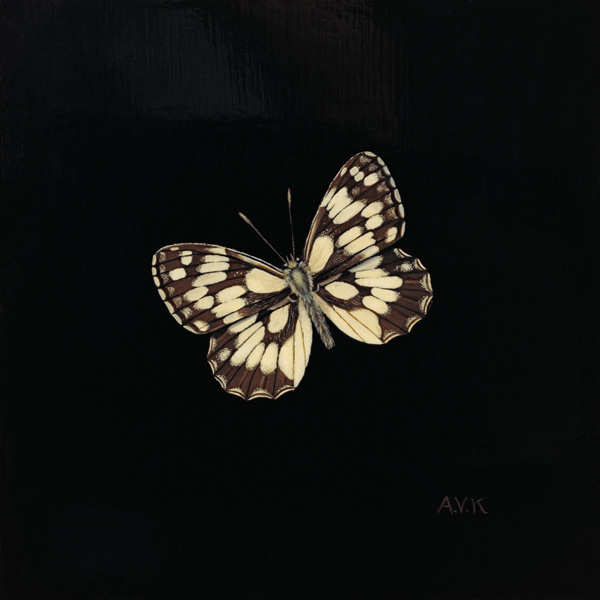 Marbled white butterfly a  Amelia  Kleiser