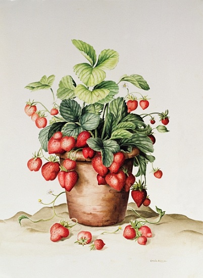 Strawberries in a pot a  Amelia  Kleiser