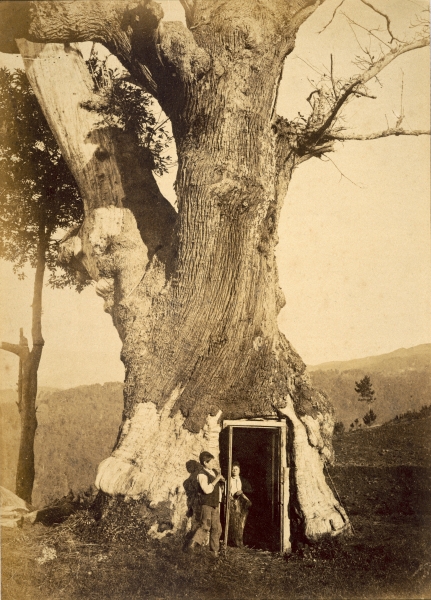 Two boys at the doorway of their treehouse, c.1870-80 (b/w photo)  a American Photographer