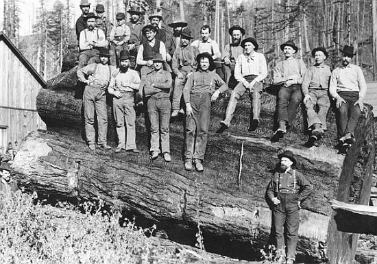 Woodcutters in California a American Photographer