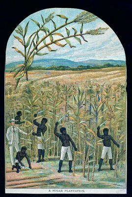 Cutting cane on a sugar plantation in America's Deep South (colour litho) a Scuola Americana