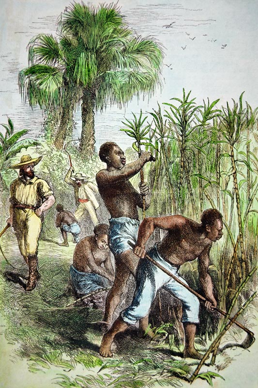 Slaves working a sugar field, c.1860 (coloured engraving) a American School, (19th century)