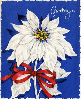 Vintage Illustration of Christmas Poinsettia