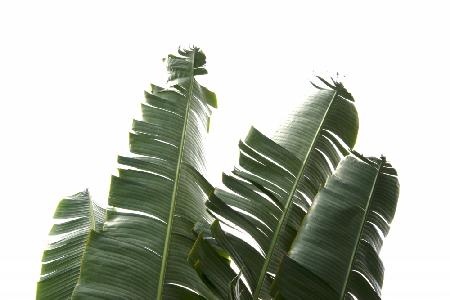 Banana Leaves Foliage Photo