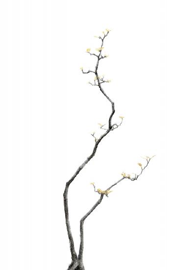 Bonsai Tree 03