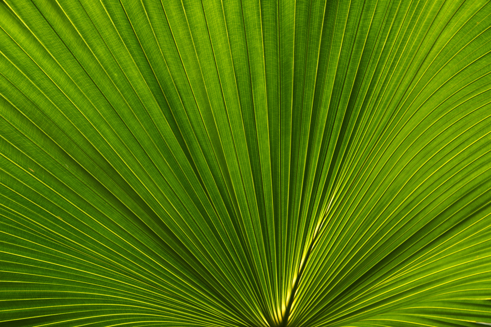 Fan Palm Leaves Photo 02 a amini54