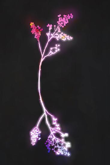 Florescence Fuschia Flowers