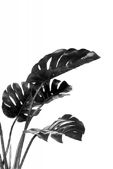 Monstera Black and White 03