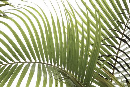 Palm Leaves Foliage Photo 02