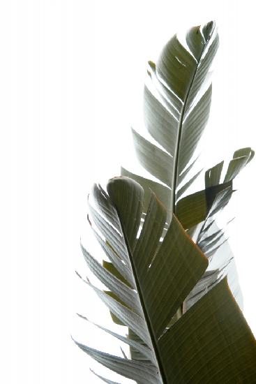 Travellers Palm Leaves Photo 05