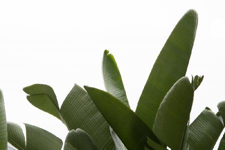 Travellers Palm Leaves Foliage Photo 03
