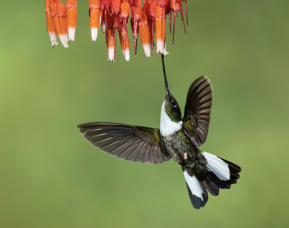 Collared Inca Hummingbird a Amy Marques