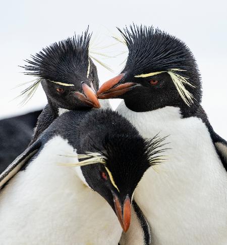 Rockhopper Penguin Headbangers Ball