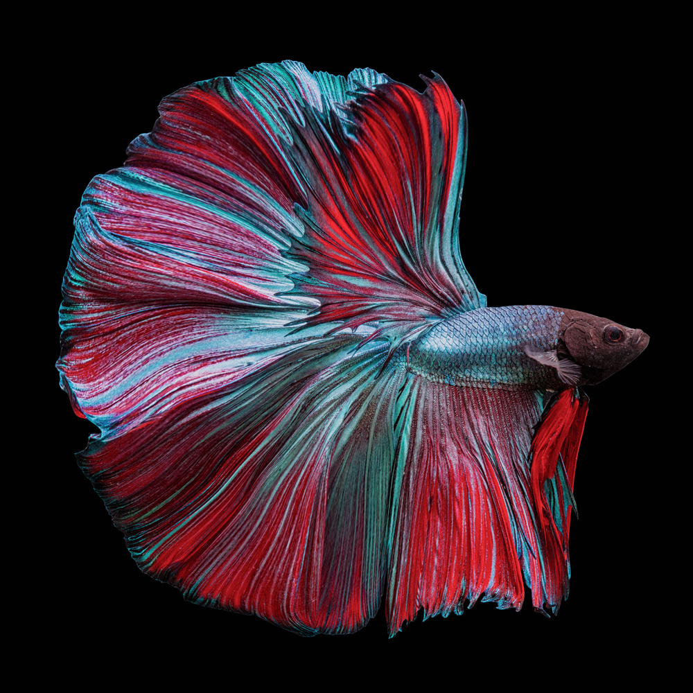 Betta Fish Red and Blue a Andi Halil