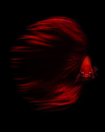 The Red Betta