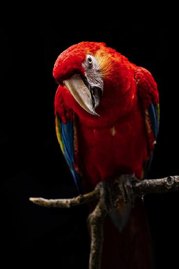 Portrait of Scarlet Macaw